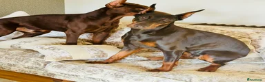 Dobermann Puppy 9