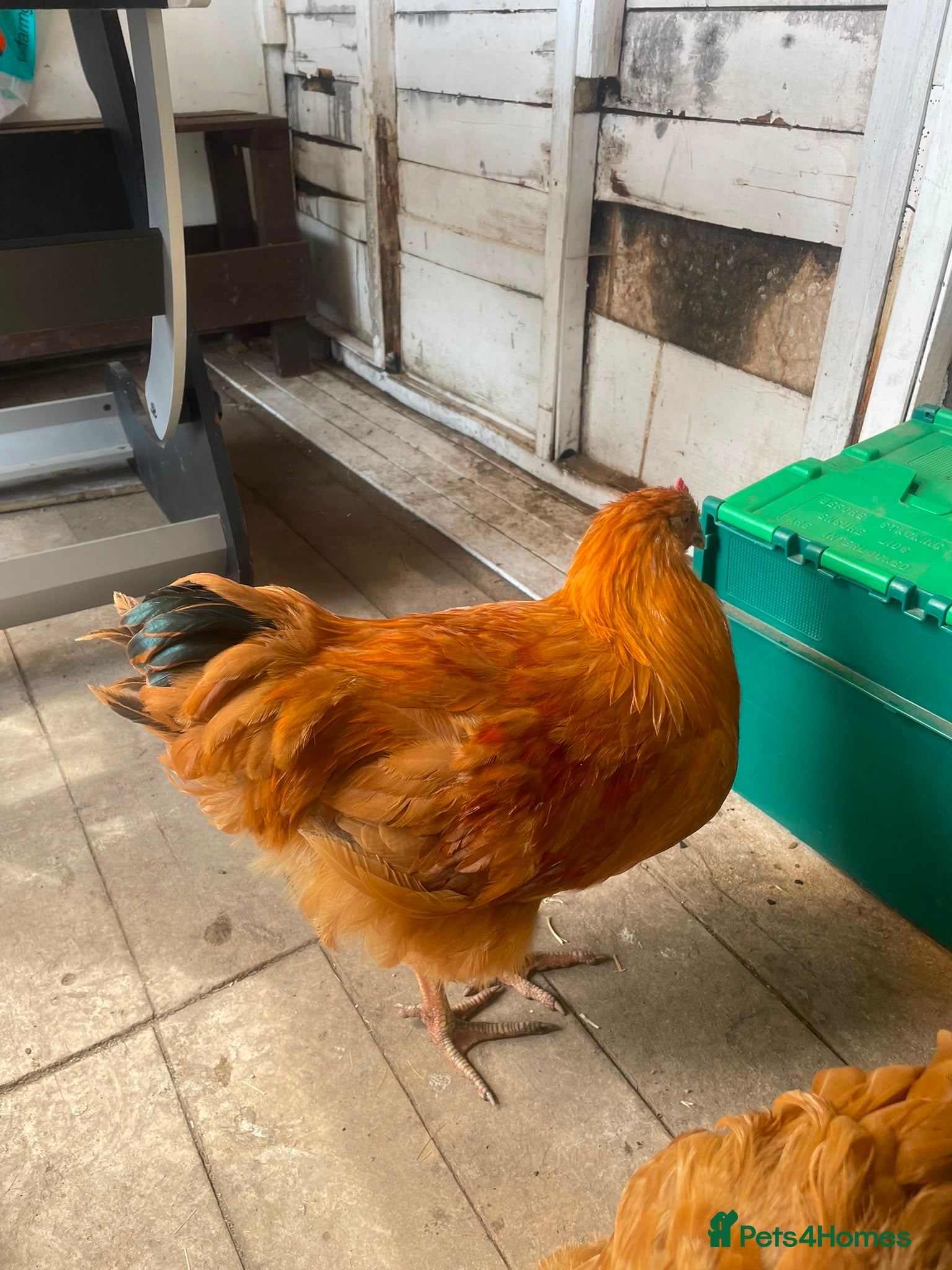 Chickens poultry FREE Cockerels x 3  - Advert 1