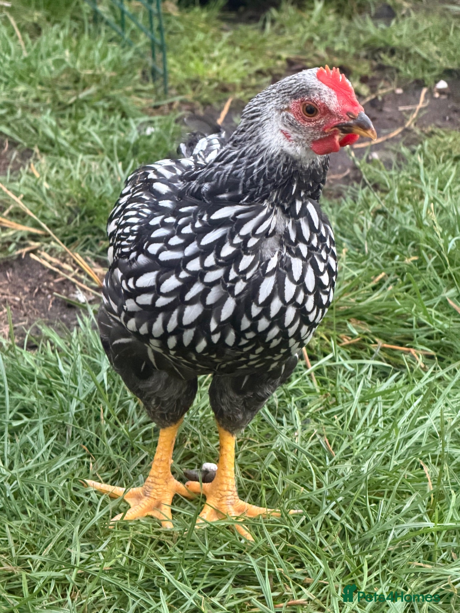Chickens poultry Pure Silver Laced Wyandotte Cockerels x 2 - Advert 14