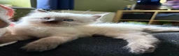 Ragdoll cats for sale: ragdoll kitten - Advert 2