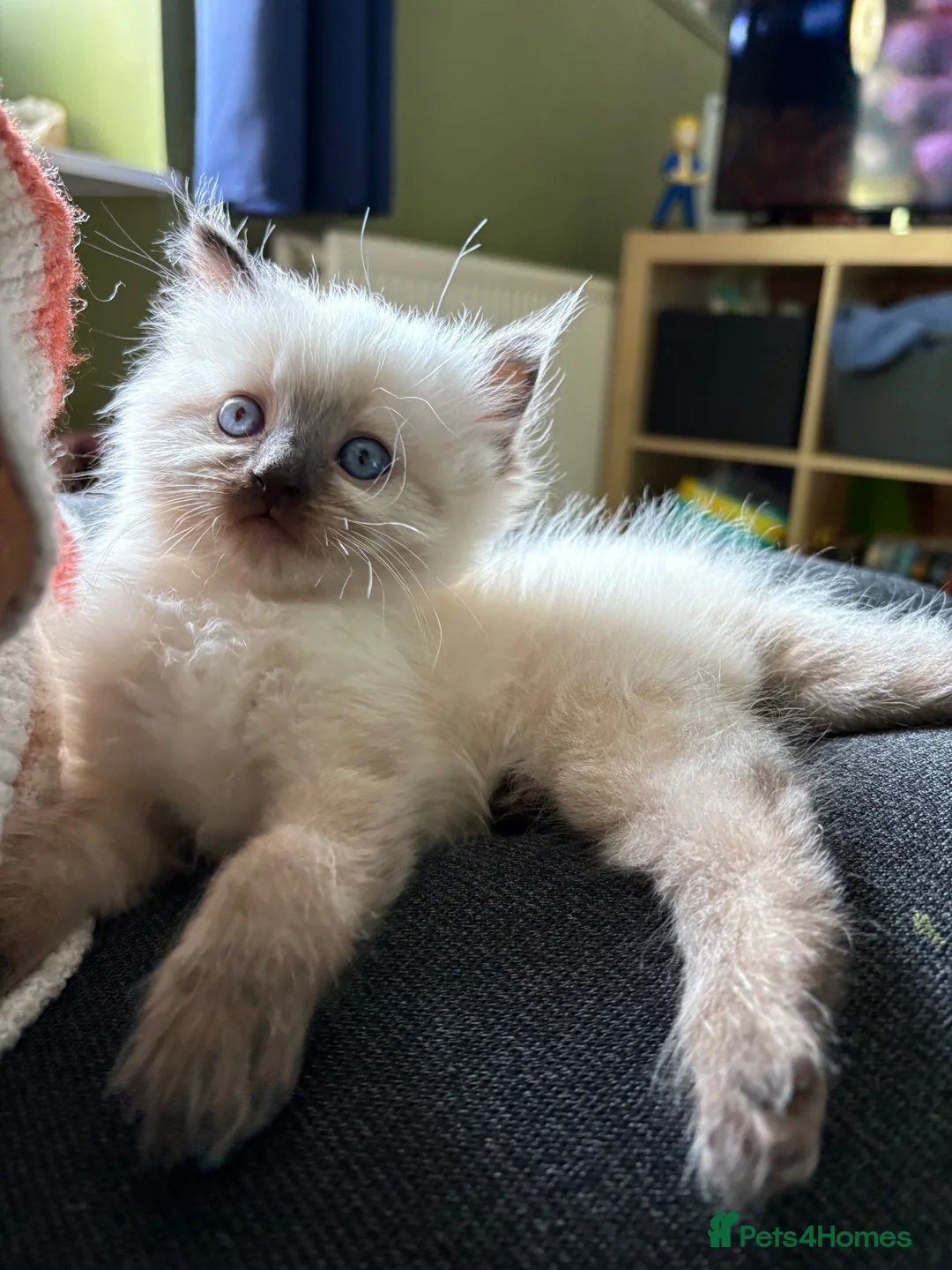 Ragdoll cats for sale: ragdoll kitten - Advert 2