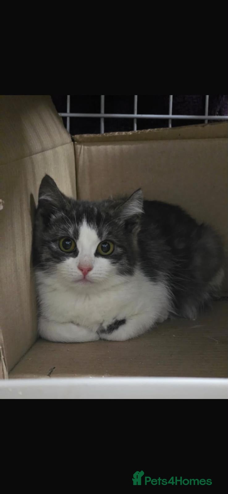 Mixed Breed cats Kaia looking for hr forever home - Advert 5