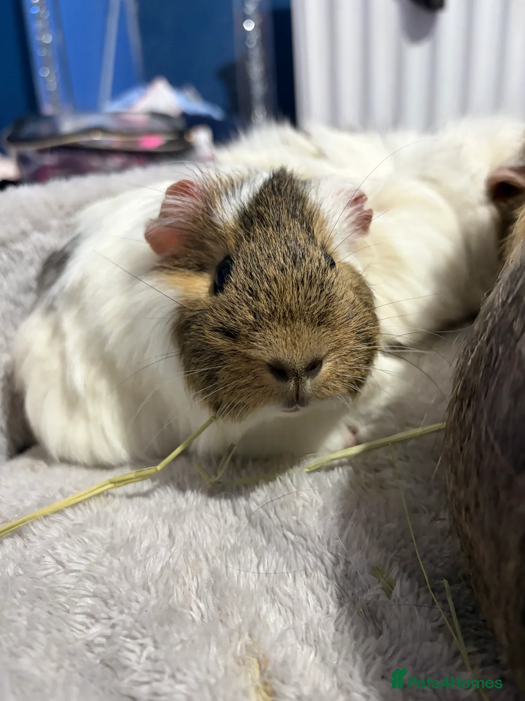 Guinea Pig rodents for sale: trio of boys for rehoming  - Advert 7