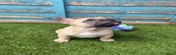 French Bulldog dogs for sale: 5 frenchbull dog puppes - Advert 16