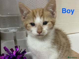 Mixed Breed cats Kittens Looking for a forever family - Advert 16