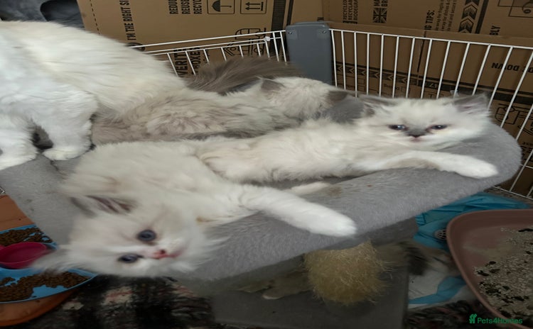 Persian cats - Advert 4