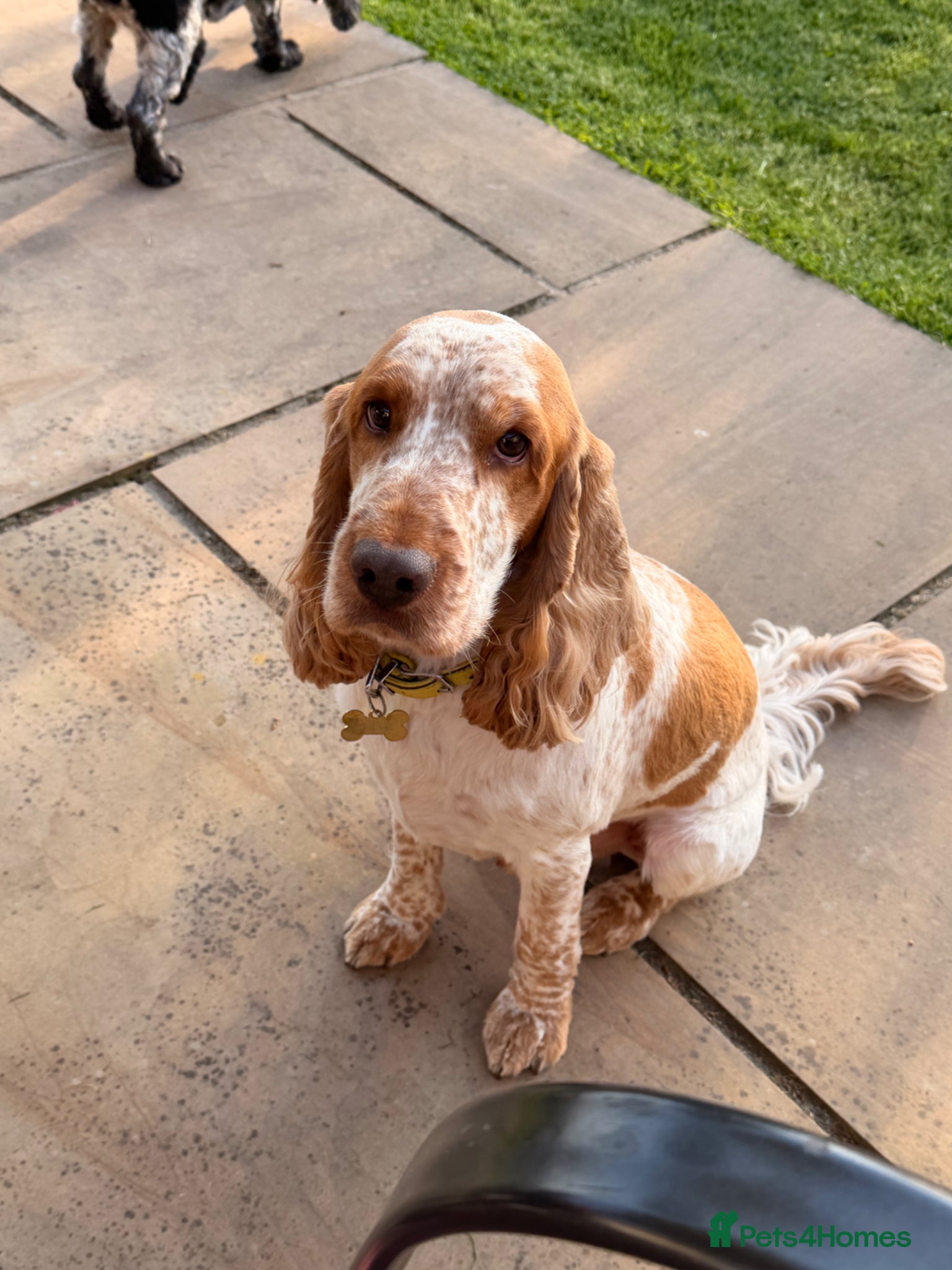 Cocker Spaniel dogs KC DNA TESTED ORANGE ROAN SHOW COCKER SPANIEL STUD - Advert 2