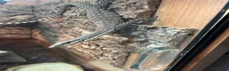 Monitor reptiles for sale: Kimberley rock monitor for sale in Merthyr Tydfil - Advert 3