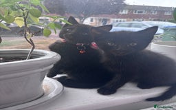 Mixed Breed cats for sale: Mixed breed Bengal kittens - Image 8
