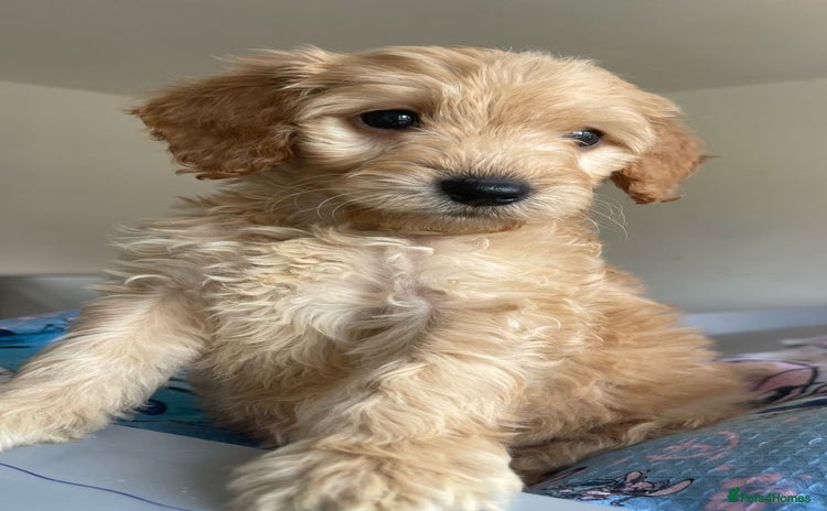 Cockapoo dogs - Advert 1