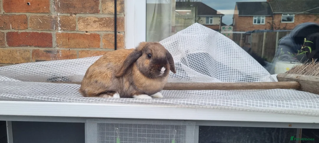 Mini Lop rabbits for sale: Mini lop in Houghton le Spring - Advert 1