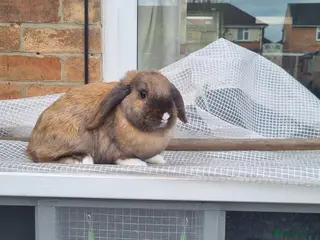 Mini Lop rabbits Mini lop - Advert 12