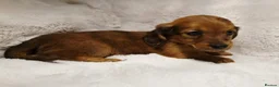 Miniature Dachshund dogs for sale: Longhair miniature dachshund puppys 🐶  - Advert 11