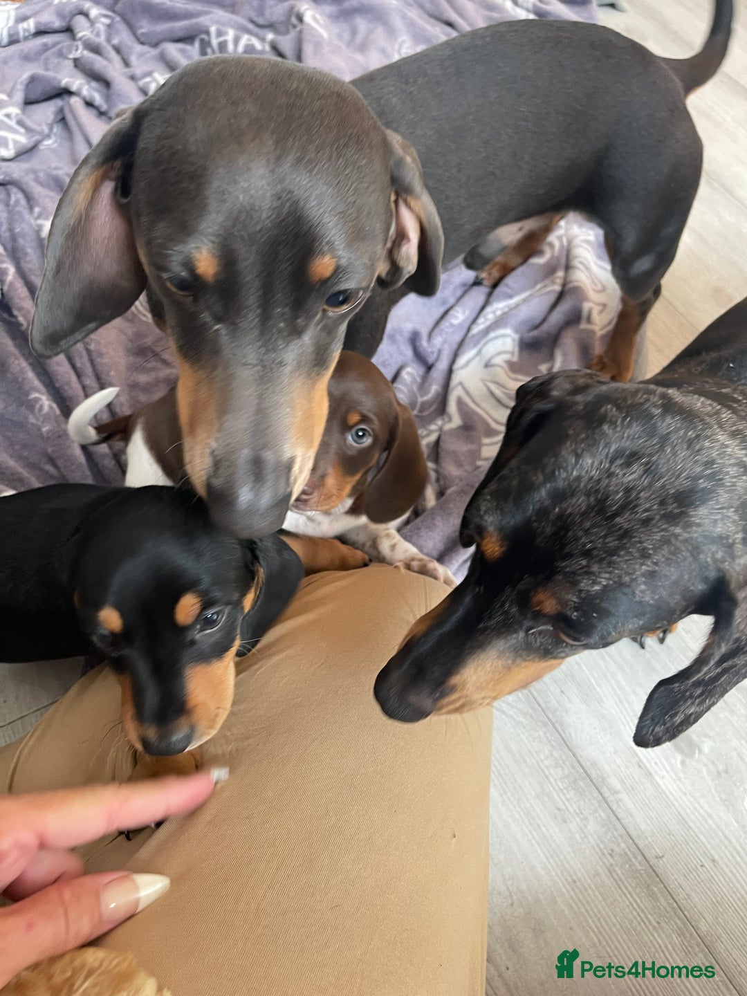 Dachshund dogs for sale: Dachshund Puppies  - Image 3