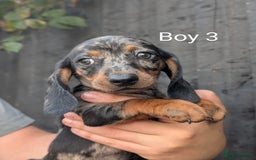 Miniature Dachshund dogs for sale: Mini dachshund puppies - Image 10