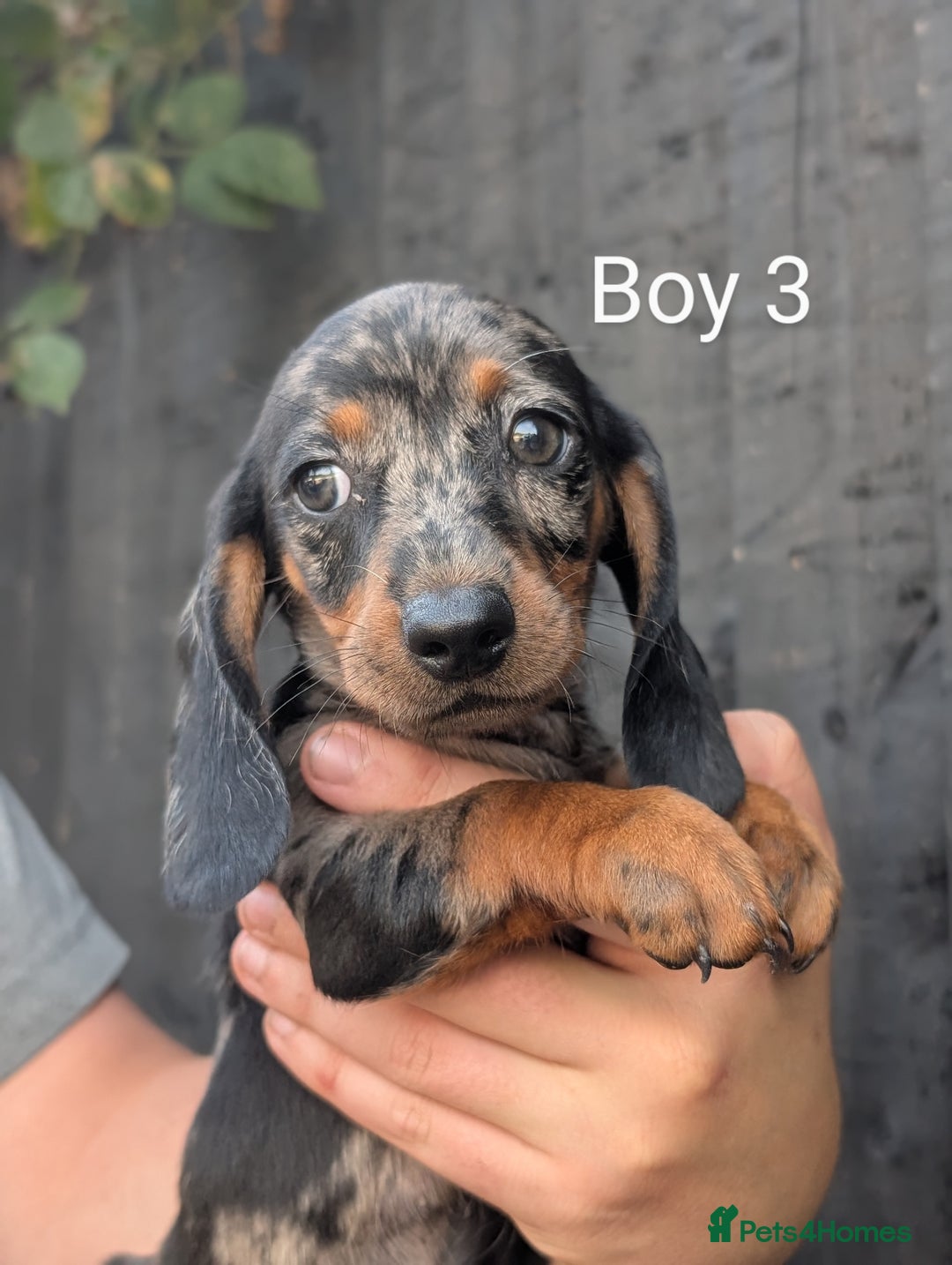 Miniature Dachshund dogs for sale: Mini dachshund puppies - Image 10