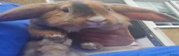 Mixed Breed rabbits for sale: Bunny's  - Advert 13