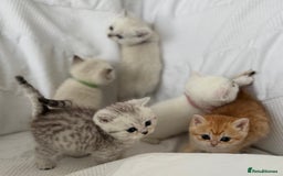 British Shorthair cats for sale: Gold and silver shaded GCCF kittens - Image 7