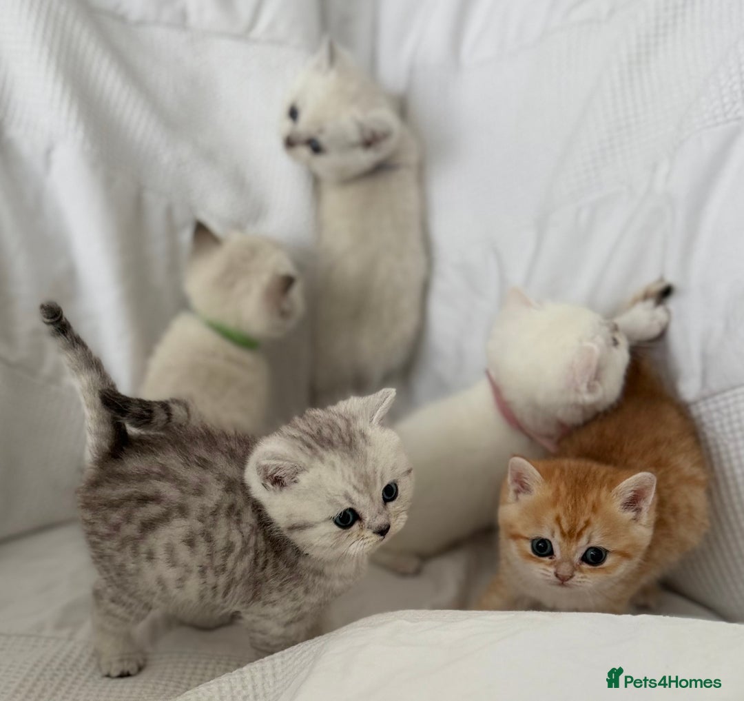 British Shorthair cats for sale: Gold and silver shaded GCCF kittens - Image 7
