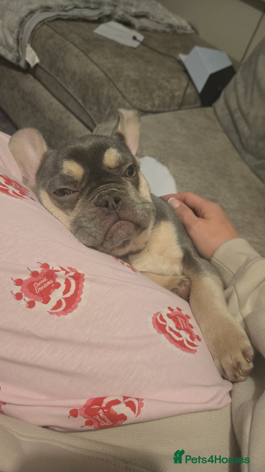French Bulldog dogs for sale: Male lilac French bulldog  - Advert 3