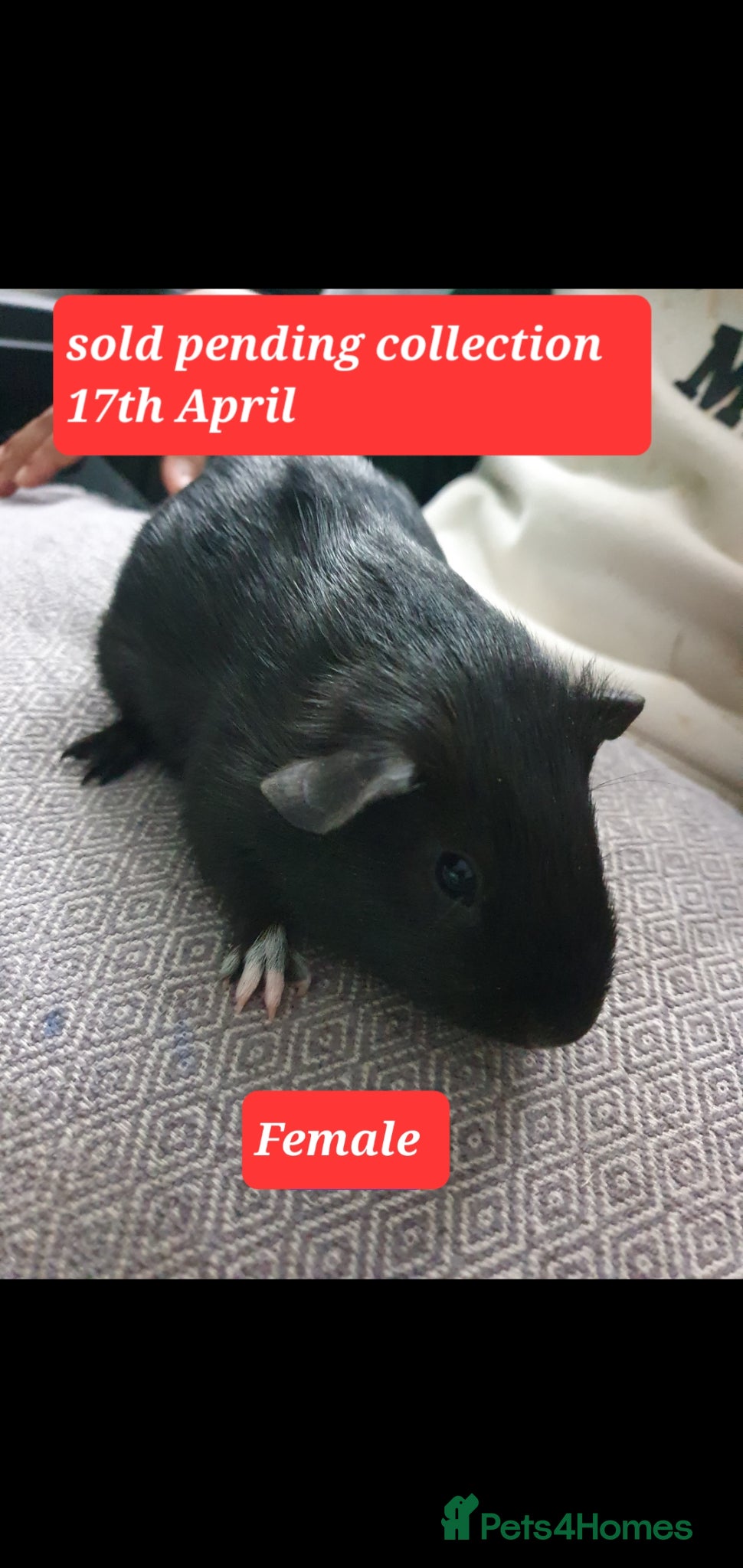 Guinea Pig rodents Guinea pigs - Advert 18