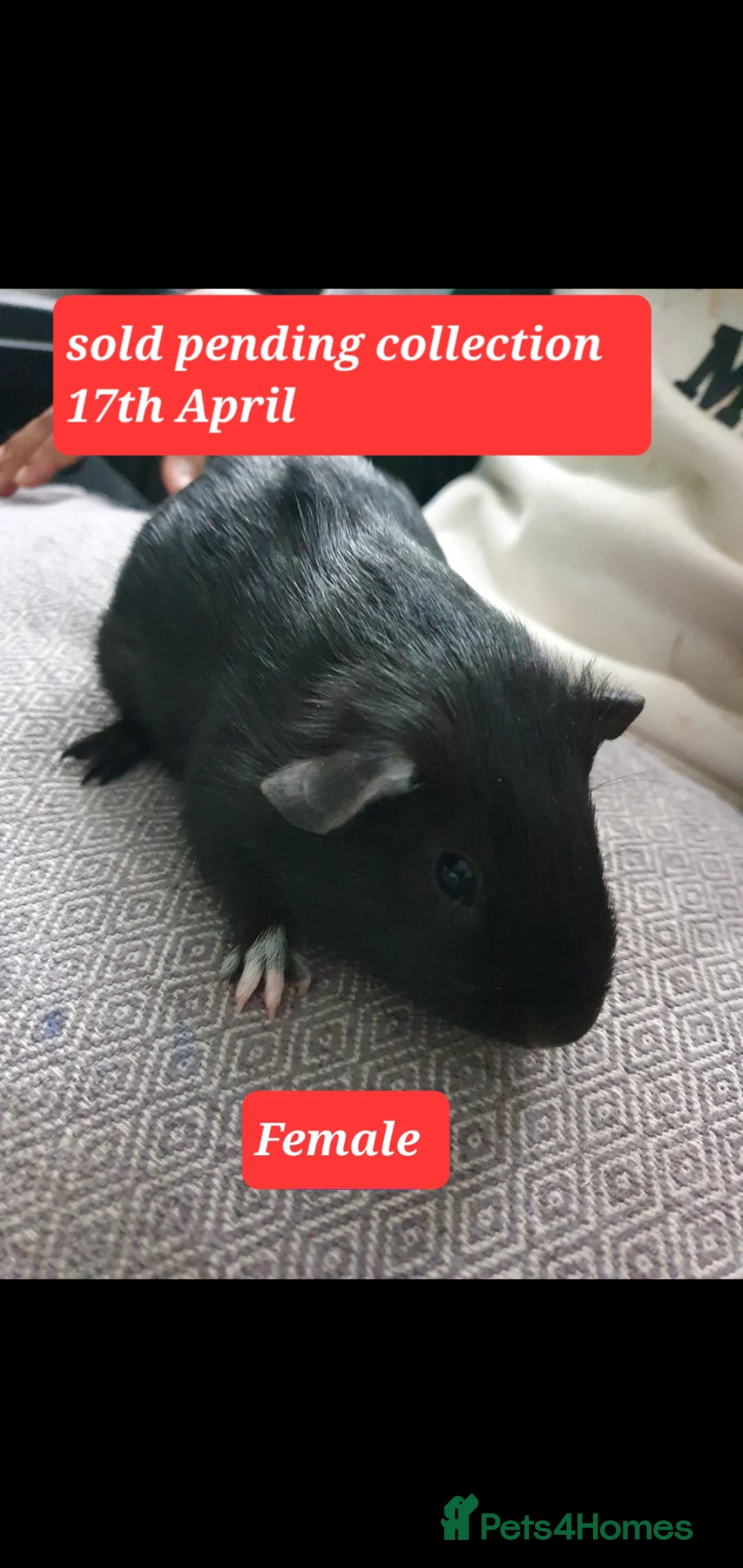 Guinea Pig rodents for sale: Guinea pigs - Advert 1