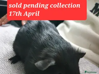Guinea Pig rodents Guinea pigs - Advert 18
