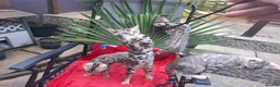 Bengal cats for sale: Show Quality Bengal Kittens – 5★ Licensed Cattery - Advert 7