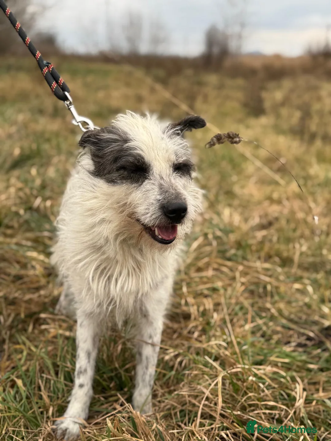 Mixed Breed dogs for adoption: 🐾MIRA🐾, a beautiful young girl for a Loving Home - Advert 15