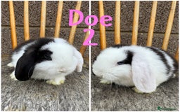 Mini Lop rabbits for sale: Pure breed mini lop male and female  - Image 2