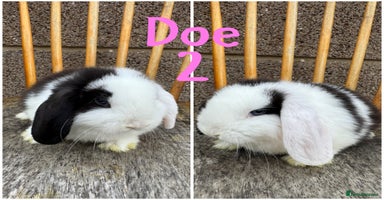 Mini Lop rabbits - Advert 2