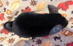 Chinchilla rodents for sale: Captain Jack Sparrow  - Image 8