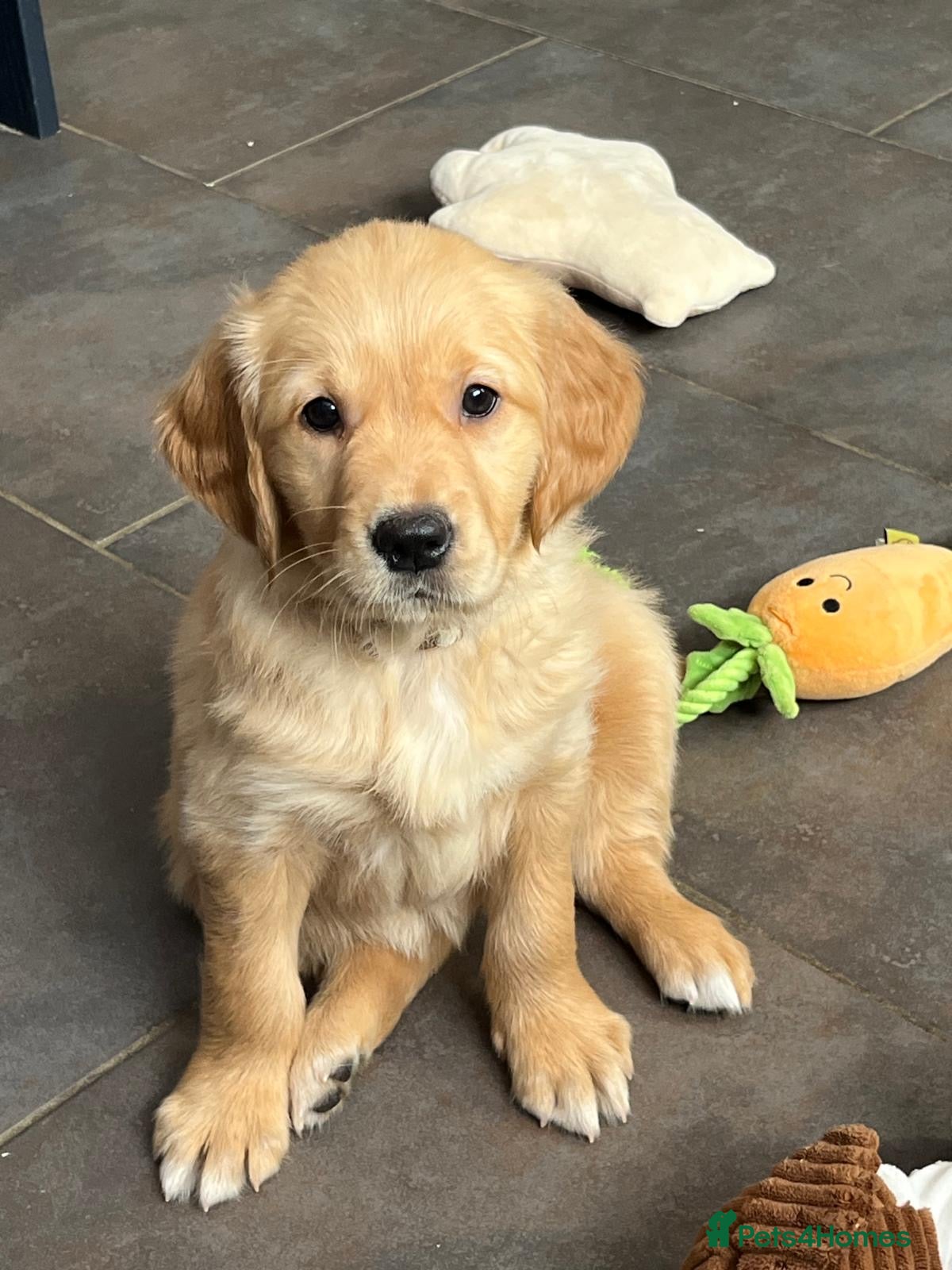 Golden Retriever dogs 1 Girl Ready Now Kennel Club Golden Retriever - Advert 17