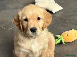 Golden Retriever dogs 1 Girl Ready Now Kennel Club Golden Retriever - Advert 17