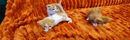 British Shorthair cats for sale: Ginger kittens for sale in Tamworth - Advert 17