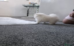 Pomeranian dogs for sale: HIGH QUALITY TEDDY Face POMERANIAN ** 💕💞💓💞💕 - Image 15
