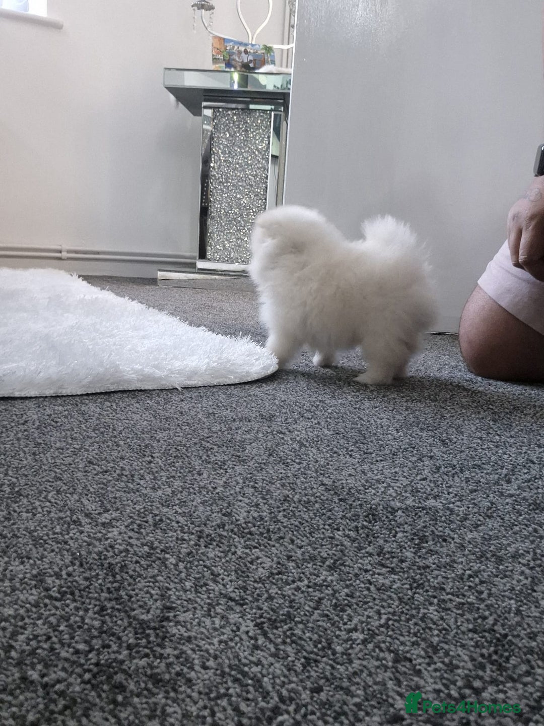 Pomeranian dogs for sale: HIGH QUALITY TEDDY Face POMERANIAN ** 💕💞💓💞💕 - Image 15