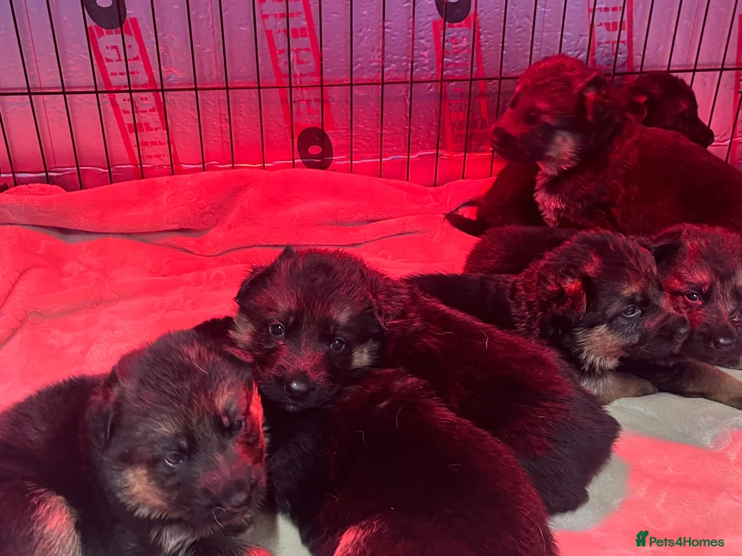 German Shepherd dogs for sale: KC reg German shepherd puppies  - Advert 2