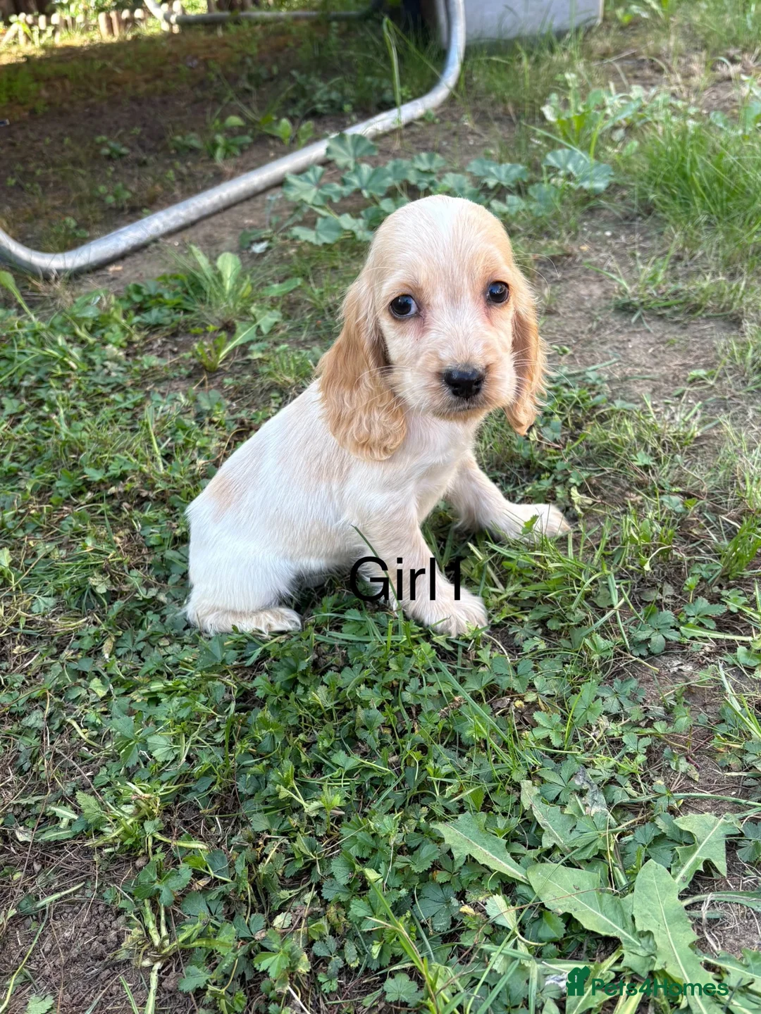 Cocker Spaniel dogs for sale: Show type cocker spaniels puppies  - Advert 2
