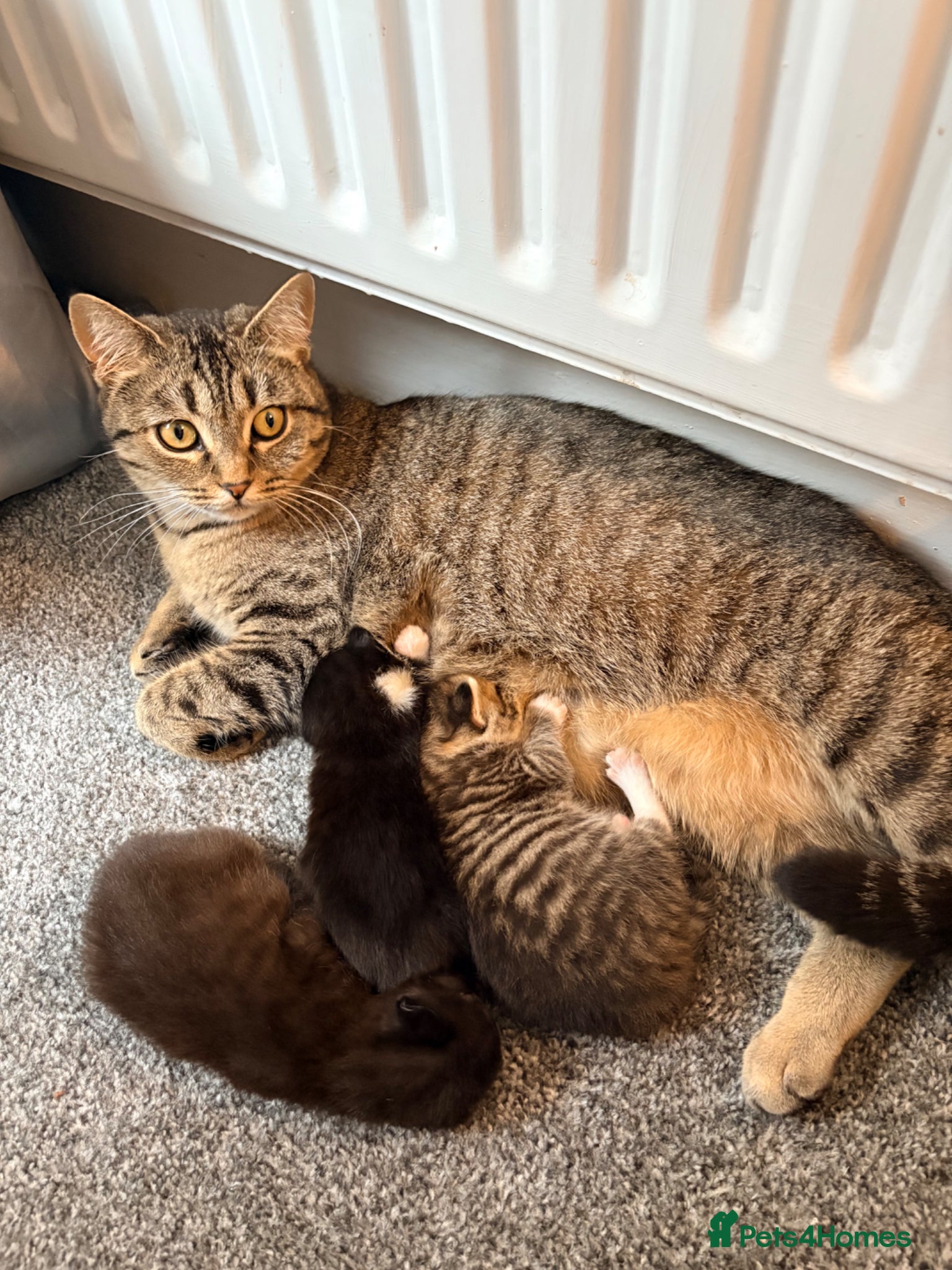 British Shorthair cats 3 Gorgeous Kittens - Advert 11