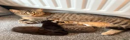 British Shorthair cats for sale: 3 Gorgeous Kittens - Advert 1