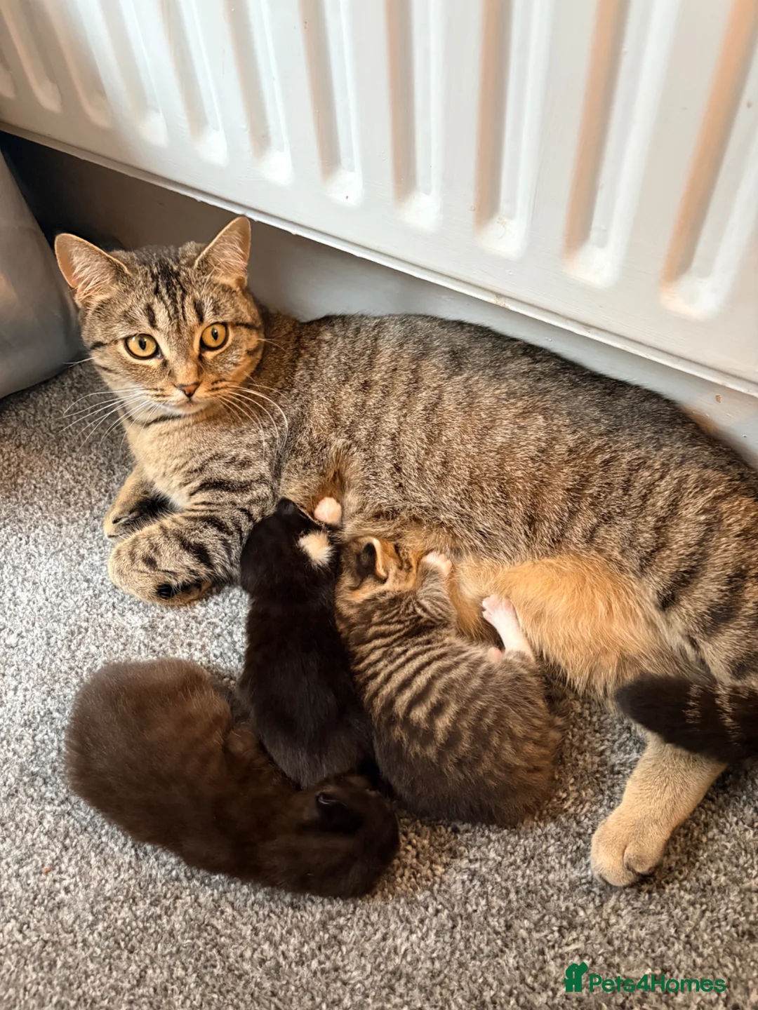 British Shorthair cats for sale: 3 Gorgeous Kittens - Advert 1