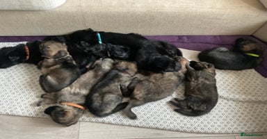 German Shepherd dogs - Advert 11