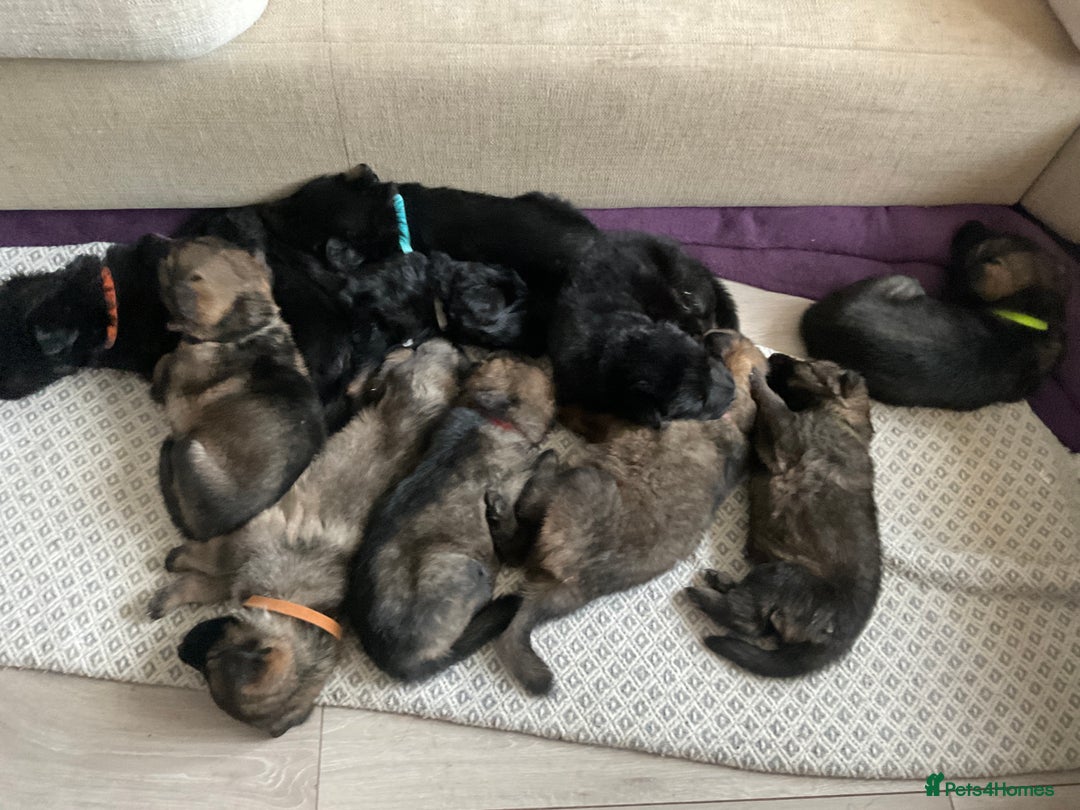 German Shepherd dogs for sale: Czech German Shepherd KC Registered puppies - Image 1