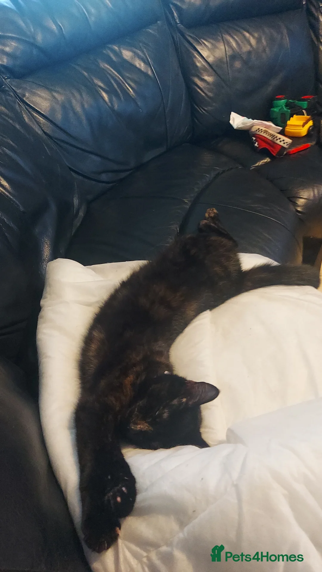 Mixed Breed cats for sale: 6 month kitten for rehoming  - Advert 4