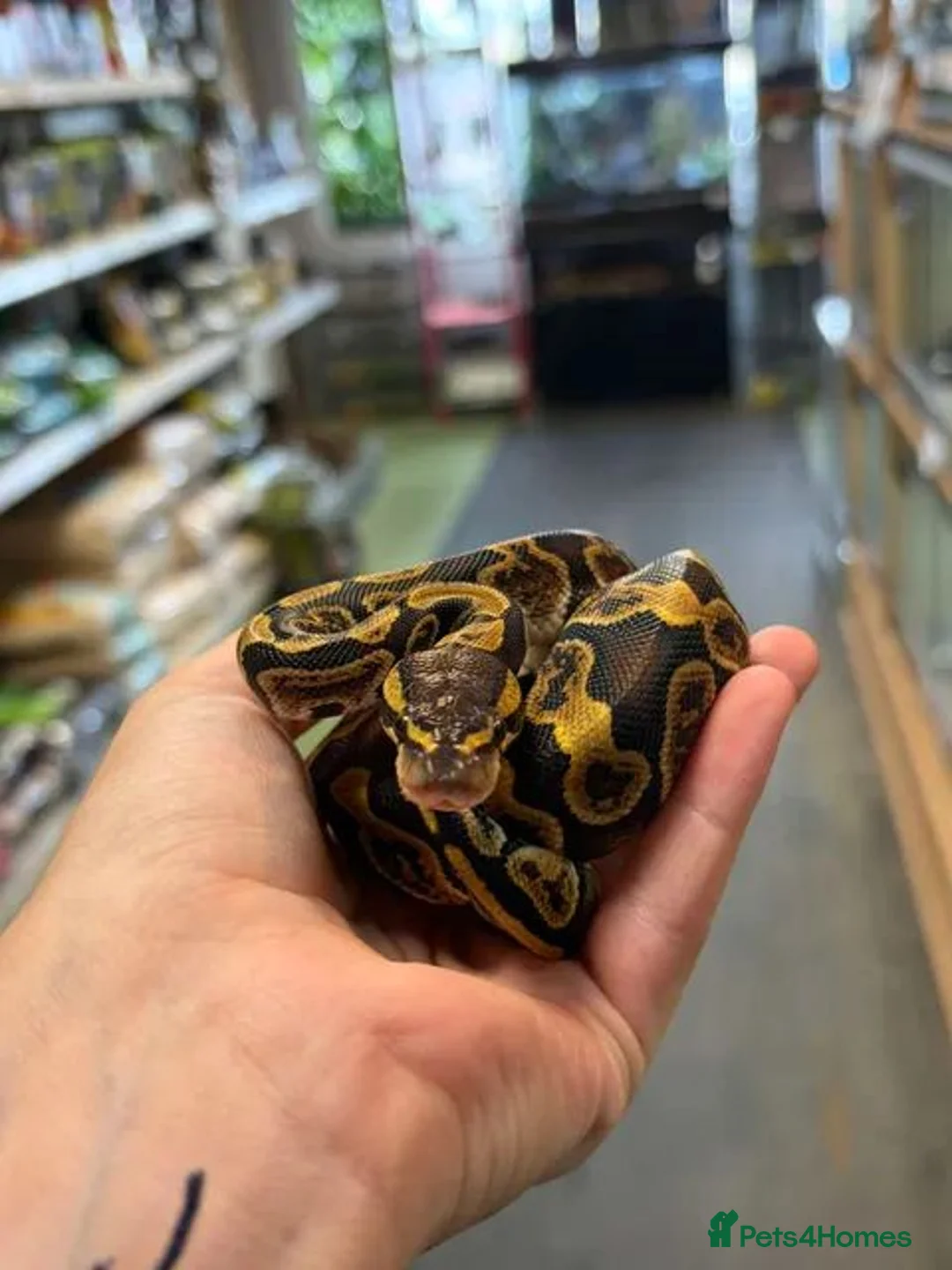 Mixed Breed reptiles for sale: Reptiles for sale  - Advert 6