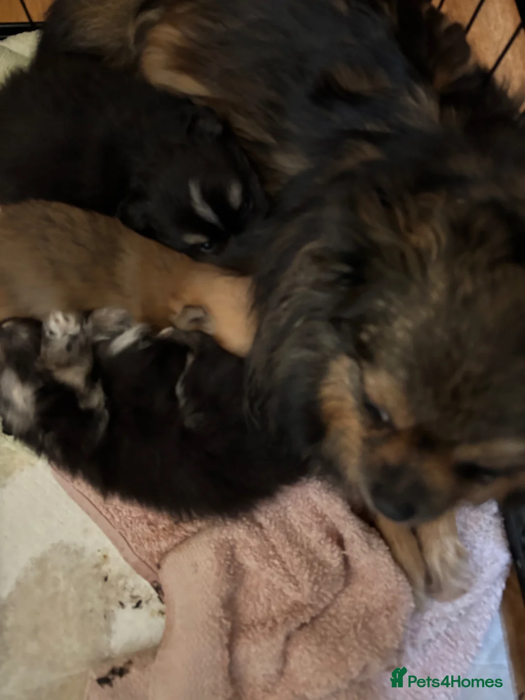 Pomchi dogs for sale: 2 Beautiful pomchi puppies ready to leave  - Advert 19