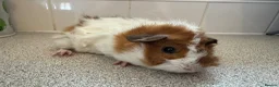 Guinea Pig rodents for sale: Gorgeous piggie ready for new home  - Advert 4