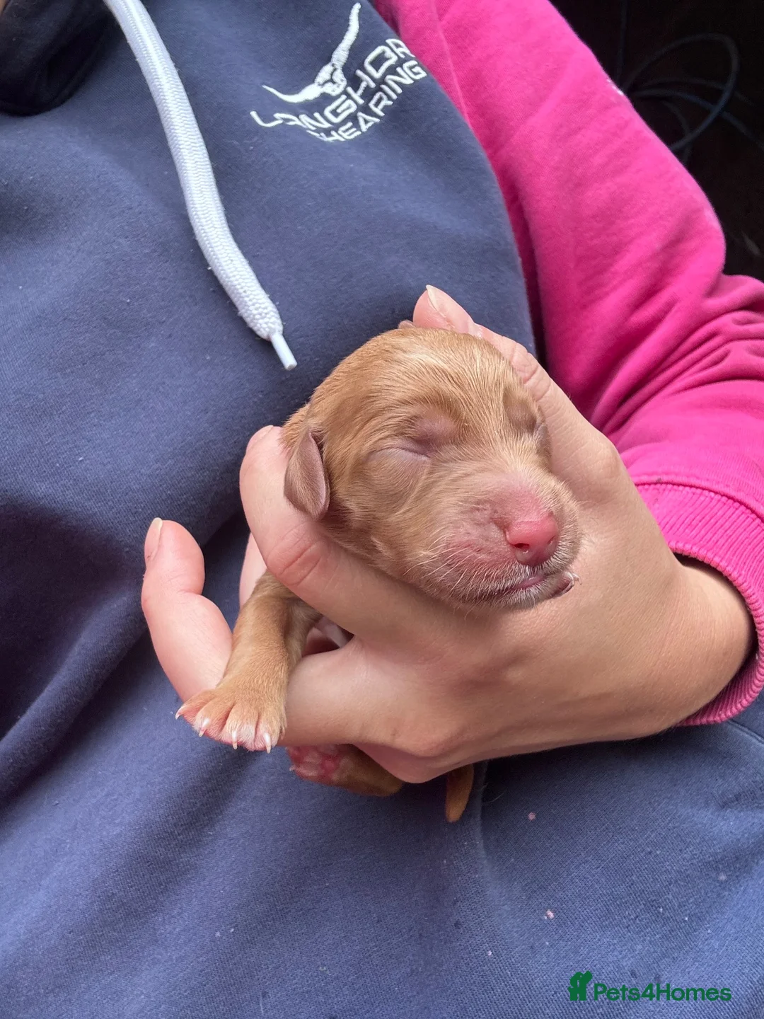 Labradoodle dogs for sale: F1 Labradoodle puppies  - Advert 5