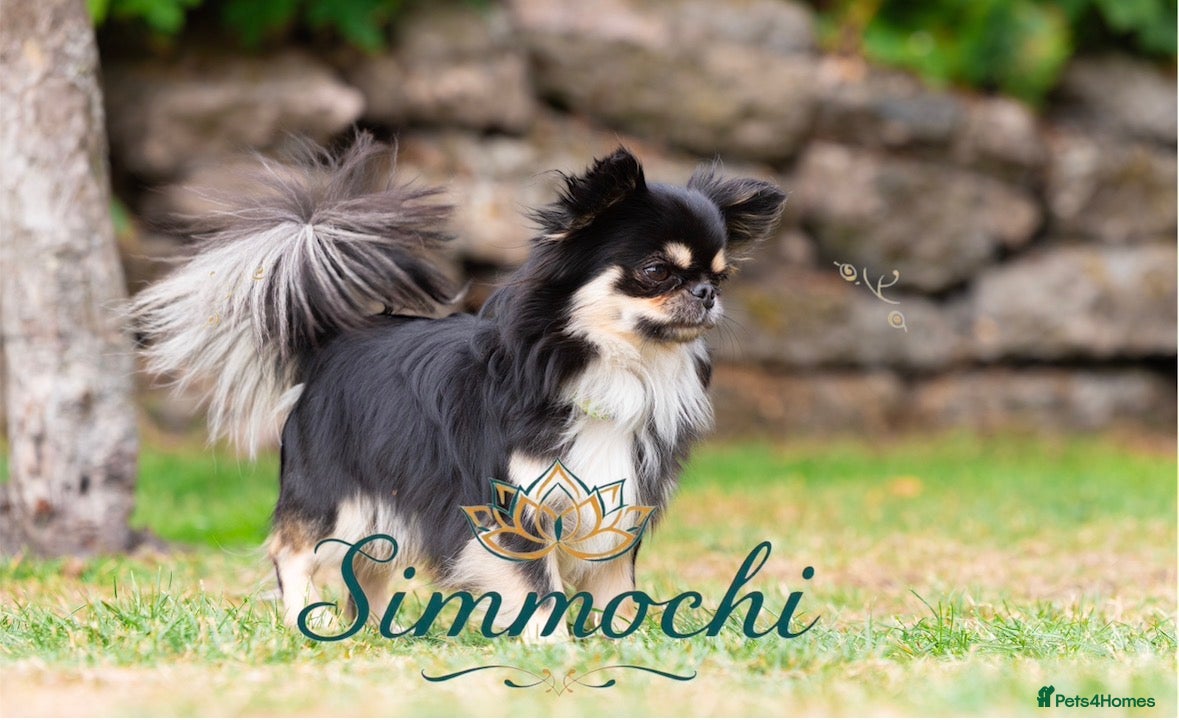 Chihuahua dogs for sale: Exquisite long coat chihuahuas  - Advert 6